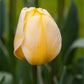 Tulips Jaap groot