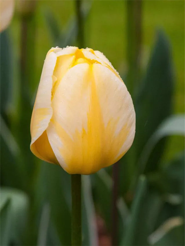 Tulips Jaap groot
