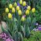 Tulips Jaap groot