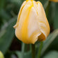 Tulips Jaap groot