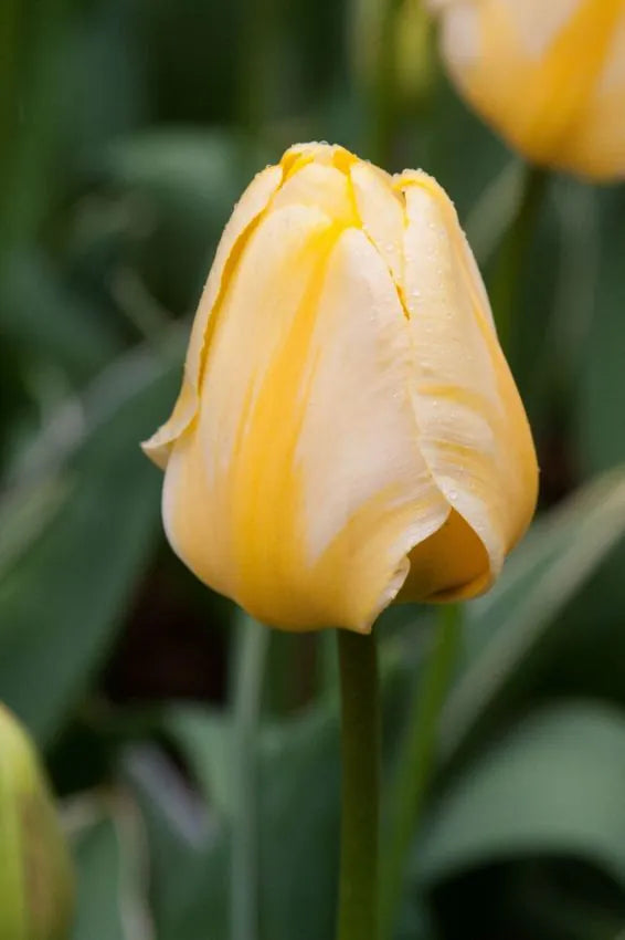Tulips Jaap groot