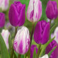 Tulips Flaming Flag 12+