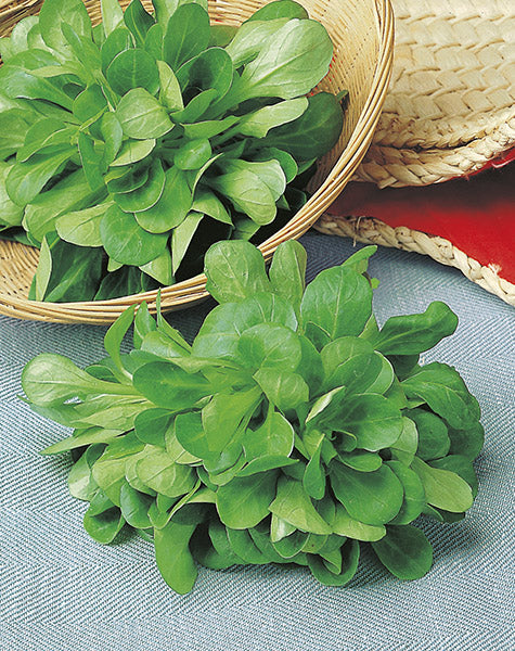 Corn Salad Gram-2