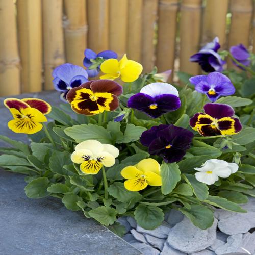 Pansy Swiss Giants mix Approx. Seeds 400 Winter
