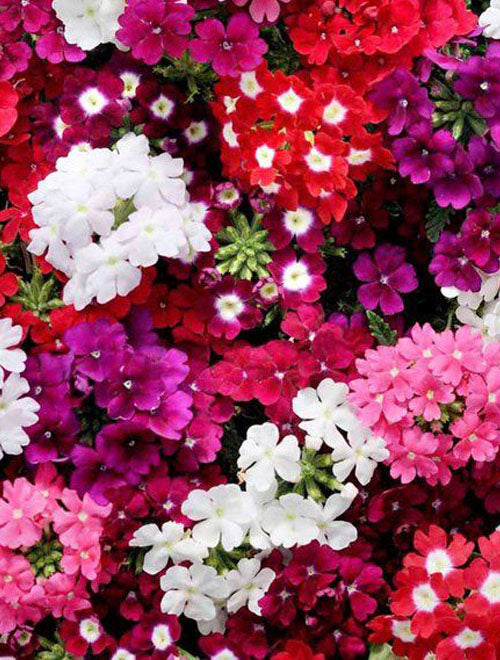 Verbena Flower Seeds - Mix (WINTER) 200-SEEDS
