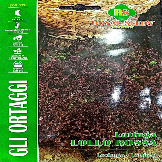 Red Lettuce Lollo rossa  Approx. Seeds 4gm