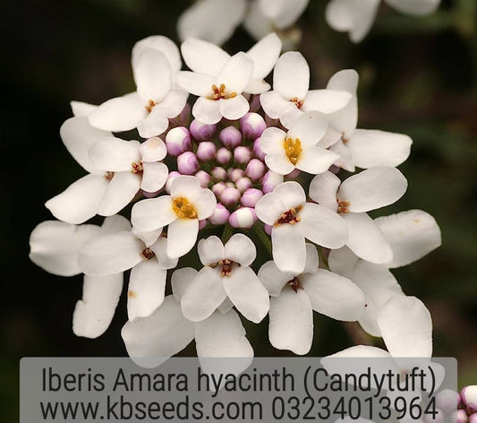 Iberis Amara Hyacinth 1-Gram (Winter)