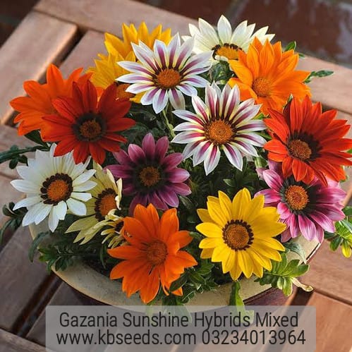 Gazania Sunshine Hybrids Mixed 1-Gram (Winter)