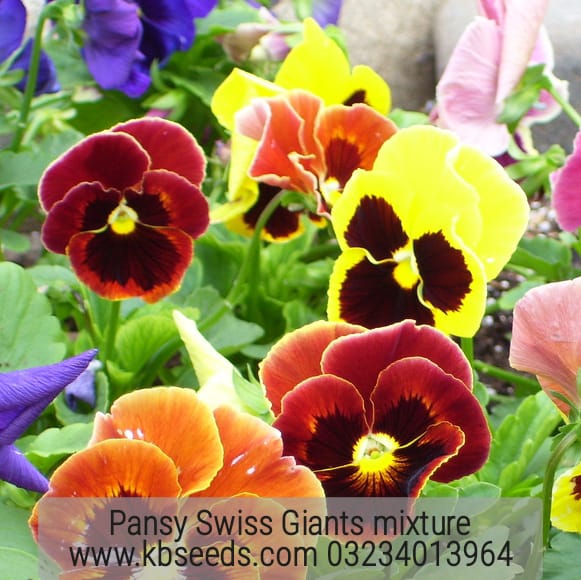 Pansy Swiss Giants mixture 1-Gram (Winter)