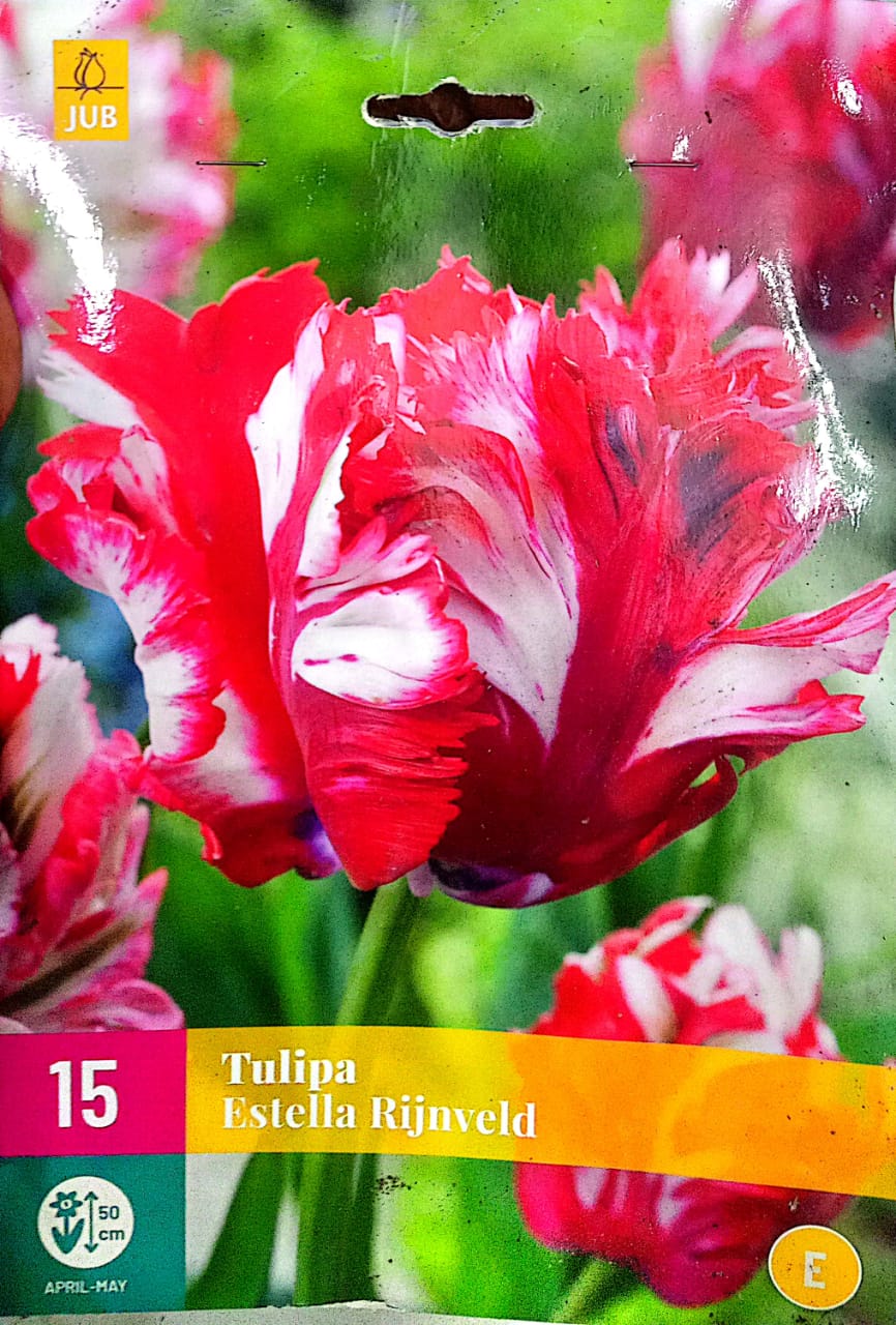 Estella Tulip