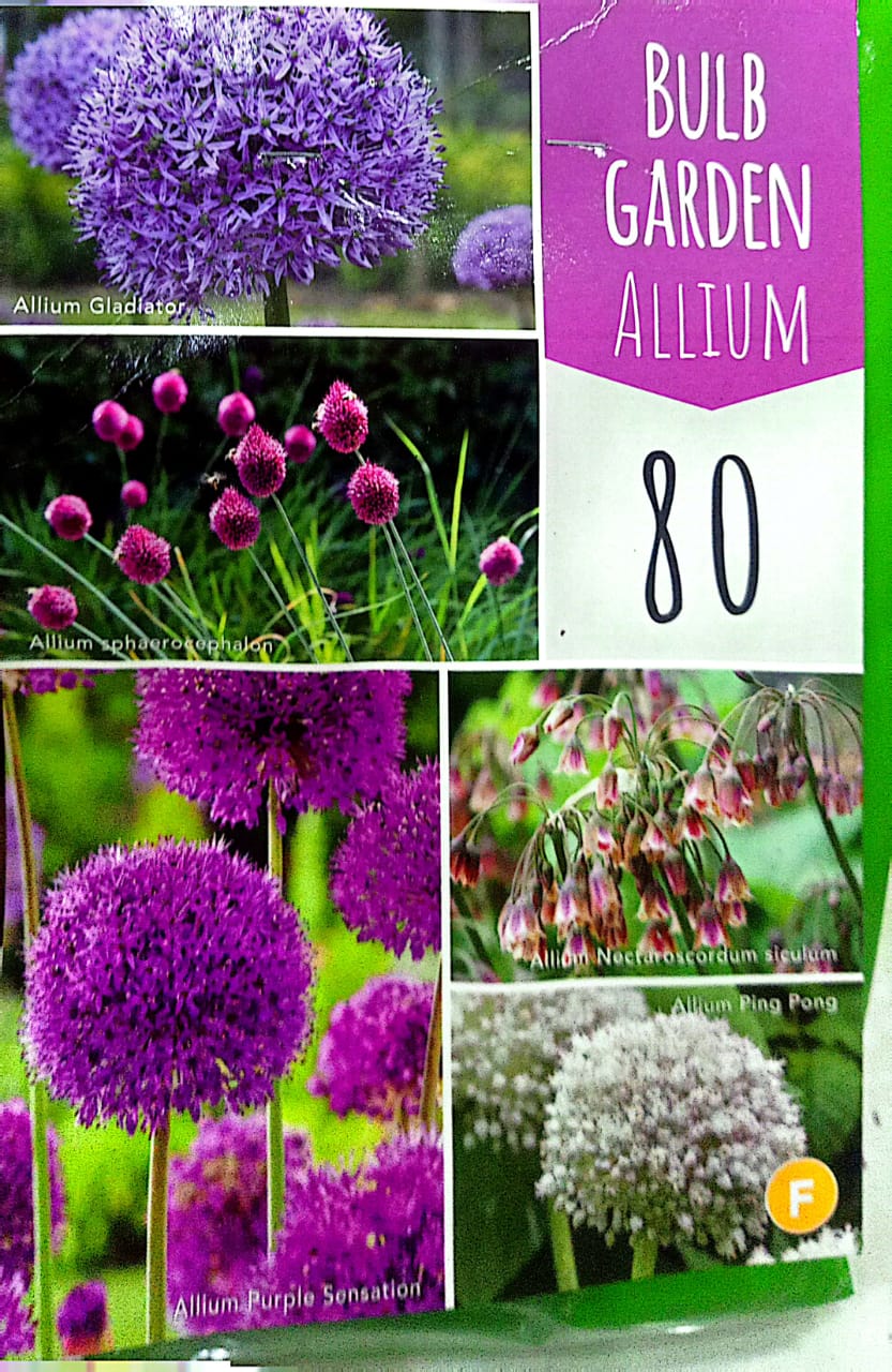 80 Bulbs Allium Variety Mixed