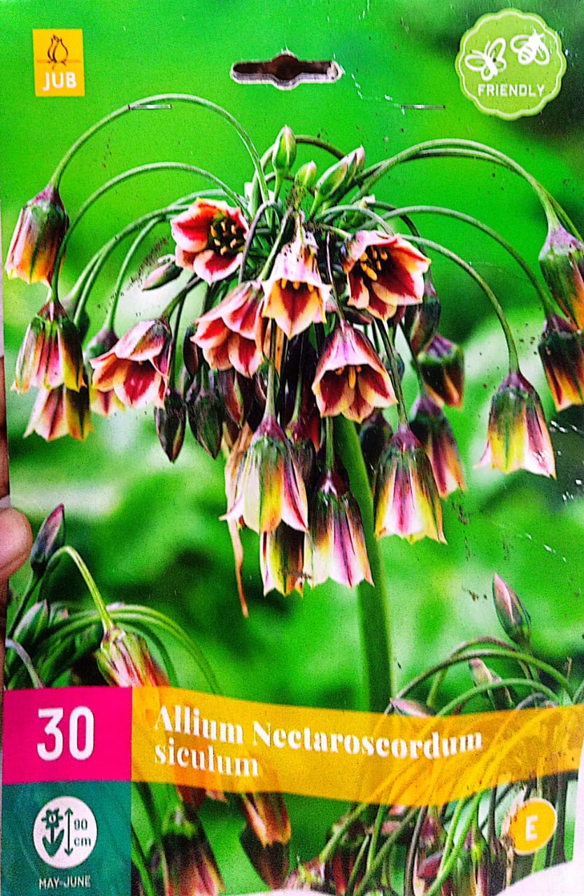 Allium Nectaroscordum 30 pcs bag