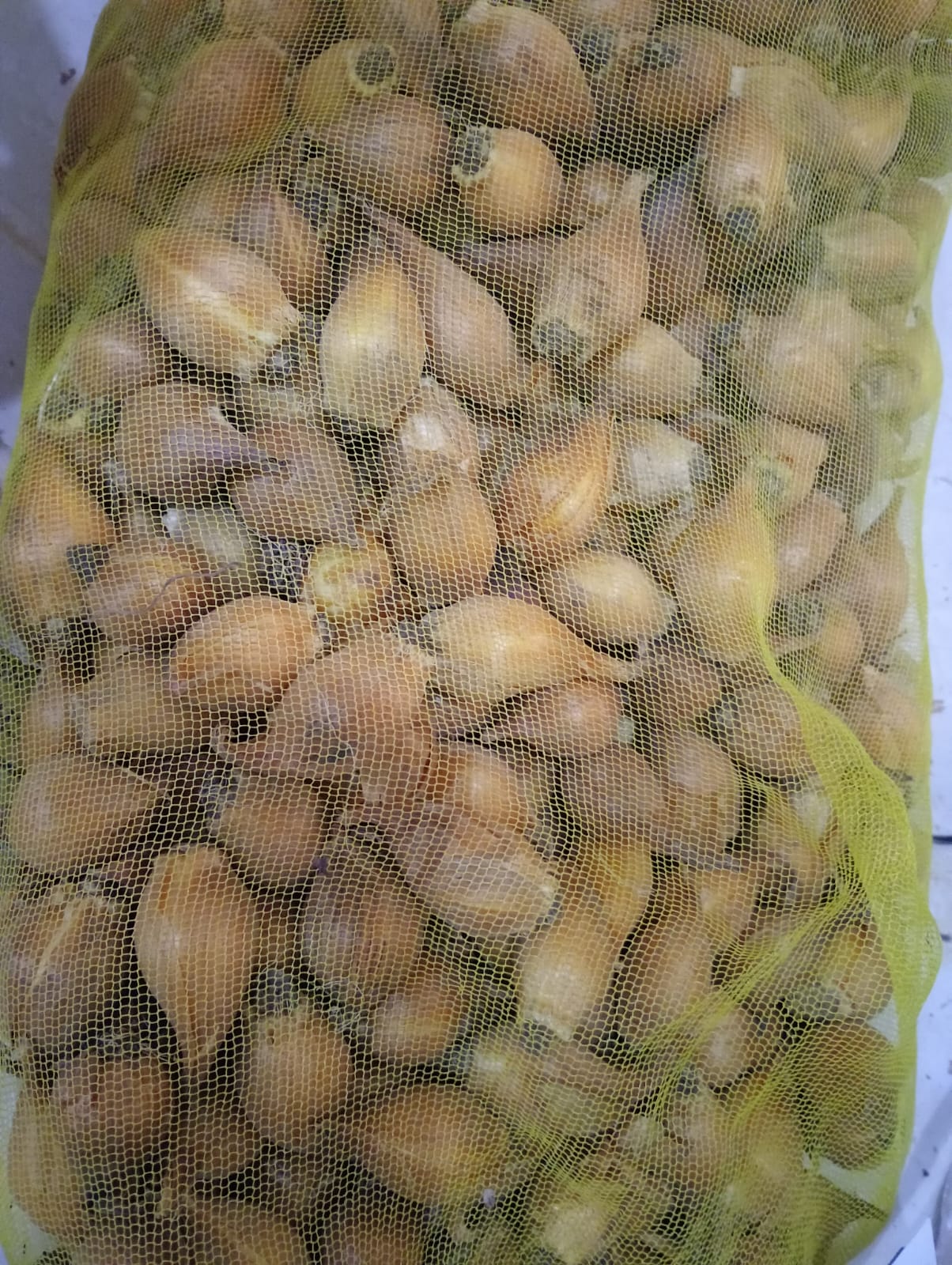 Iris hollandica mixed