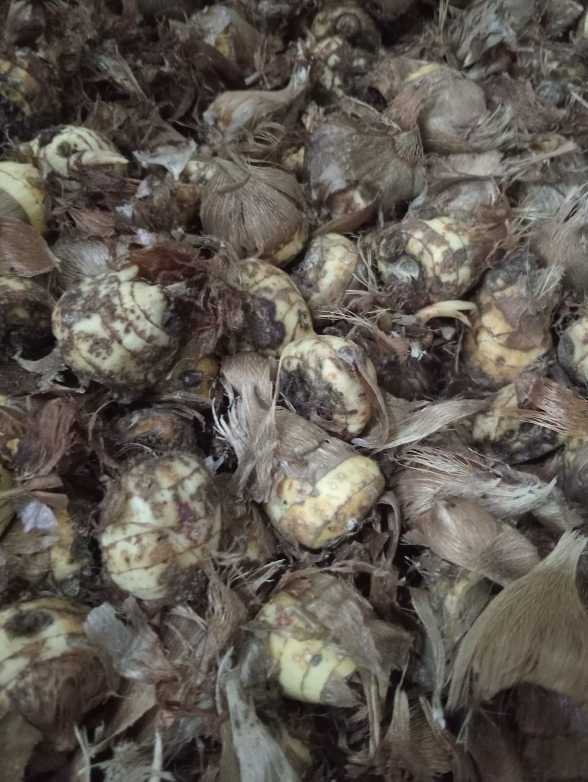 Freesia double mixed