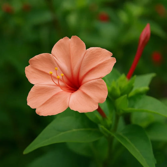 4′ O Clock, Mirabilis Jalapa Seeds (Salmon) گلِ عباسی Summer