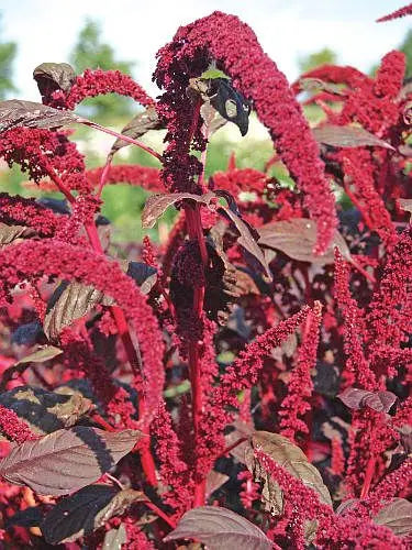 Amaranthus Tricolor Red Calaloo 1gm Approx. Seeds 1500 Summer