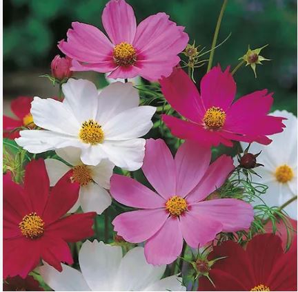 Cosmos Sensation Mix  1gm Approx. Seeds 150 Winter