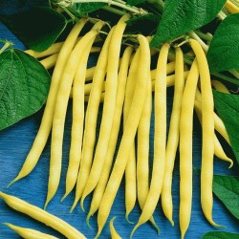 IMPORTED YELLOW DWARF BEAN 30 Approx. Seeds