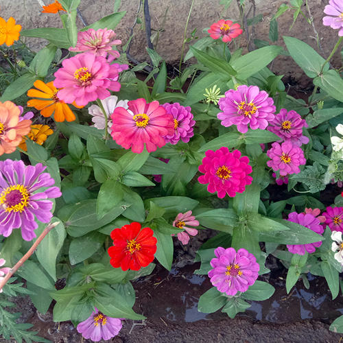 Zinnia Super Yoga Mix 1gm Approx. Seeds 100 Summer