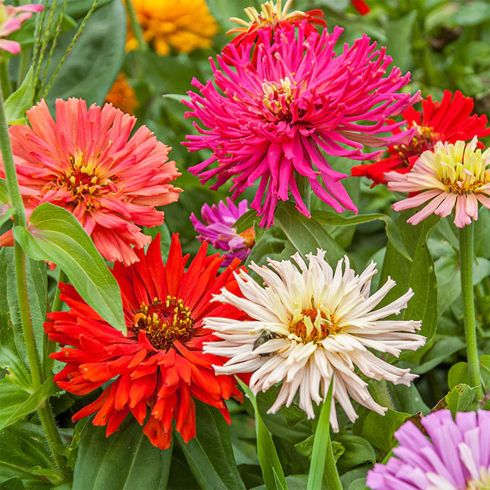 Zinnia 'Cactus Flowered Mix' Seeds (Summer)زینیا کیکٹس