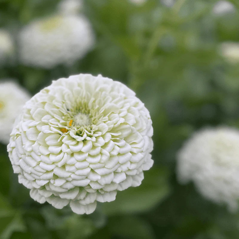 Zinnia Dahlia White (SUMMER)  1gm Approx. Seeds 100