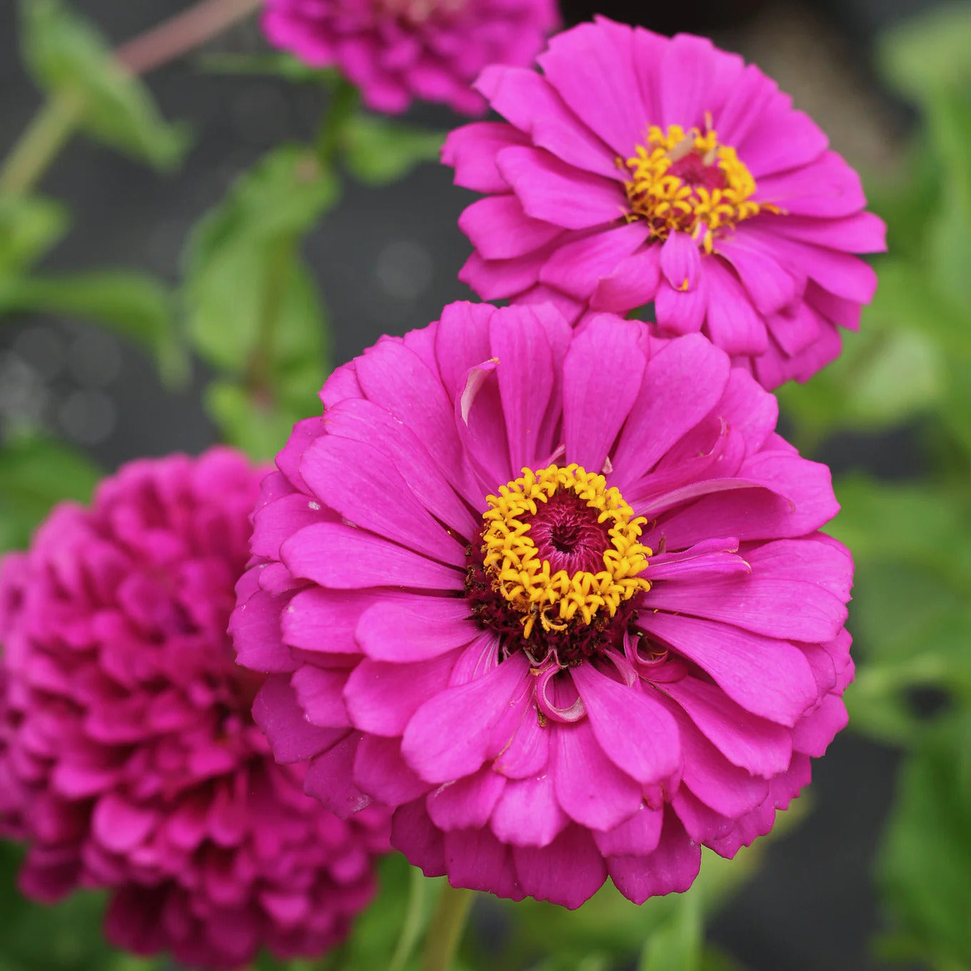 Zinnia elegans dahlia Violet Queen 1G Approx 100-Seeds Summer