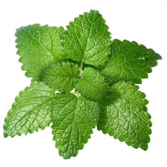 LEMON BALM APPROX SEEDS 1G