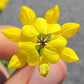 Bird’s-Foot Trefoil Seeds(Lotus Corniculatus) Summer