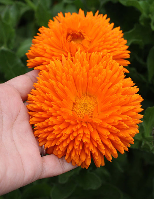 Calendula radio petal Pot Marigold 1-Gram (Winter)