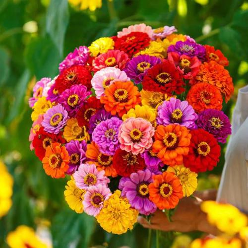 Zinnia elegans Californian Giants Mix 1gm Approx. Seeds 100 Summer
