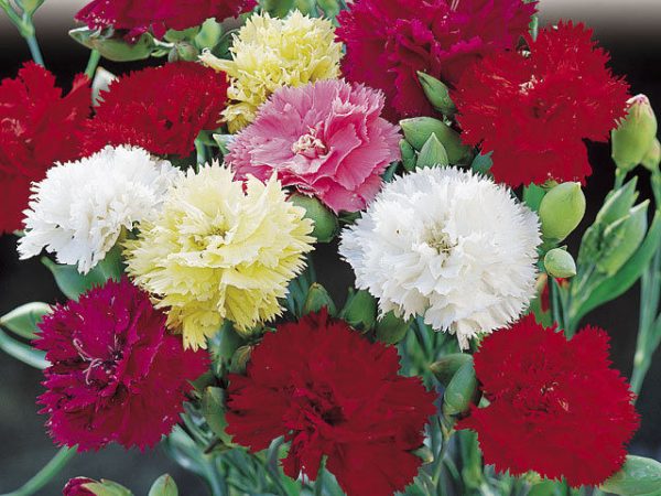 Carnation Chabaud Mix color Winter 1-Gram