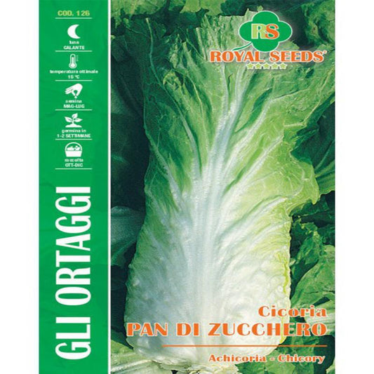 MAXI SUGARLOAF CHICORY Approx. Seeds Gram-12