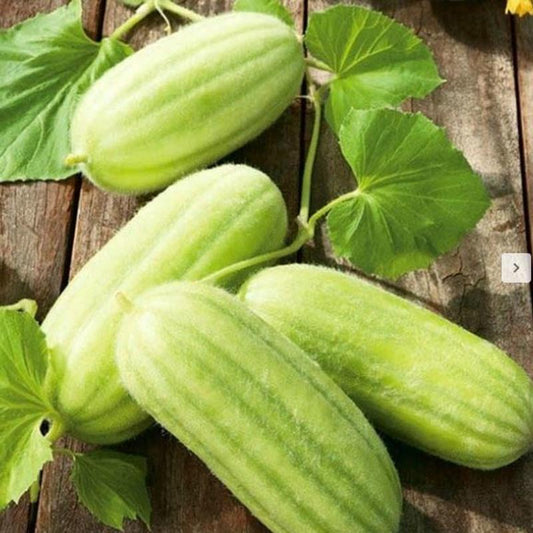 Cucumber Melon Polognano Approx.10-15 Seeds
