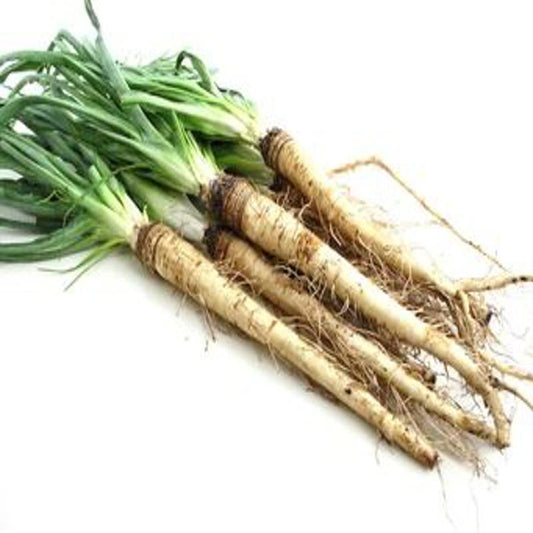 White Salsify Scorzobianca Approx.1g Seeds