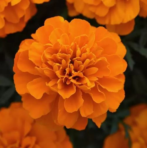 French Marigold Bonanza Deep Orange F1 1000-Seeds