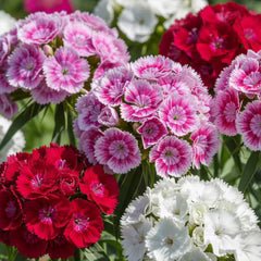 Dianthus Barbatus Floriada Mix Seeds (Sweet William) {WINTER} 900-SEEDS