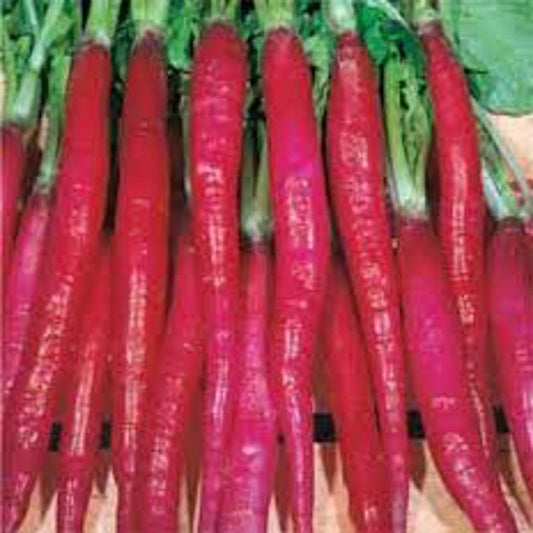 Radish Red Approx.2g Seeds