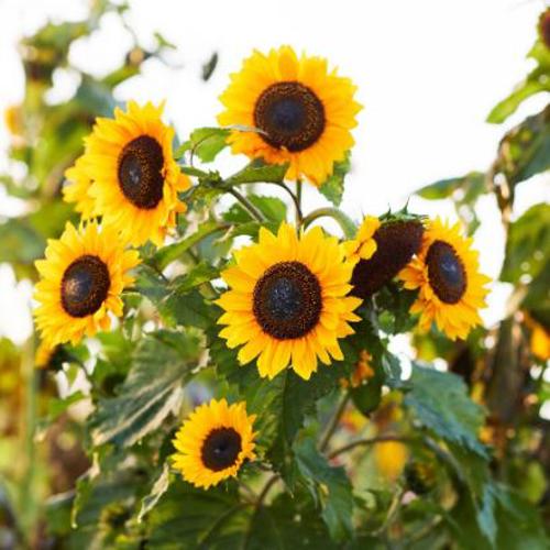 Helianthus annuus 'Domino' Sunflower  1gm Approx. Seeds 20 Summer