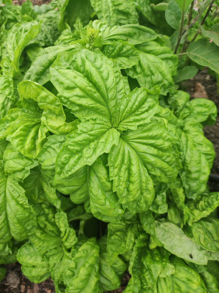 Buy Herb & Spice Seeds in Pakistan – KB Seeds – KBSeeds Store
