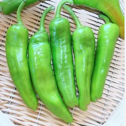 Hot Pepper Friggitello Seeds Approx.30 Seeds