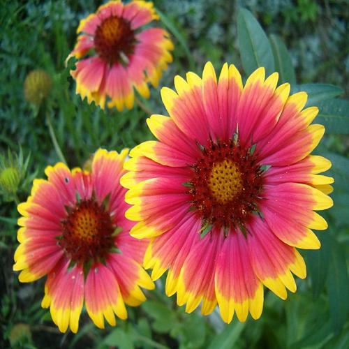 Gaillardia aristata (Blanket) 1gm Approx. Seeds 340 Summer