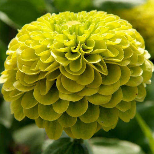 Zinnia elegans Dahlia Green  1gm Approx. Seeds 100 Summer
