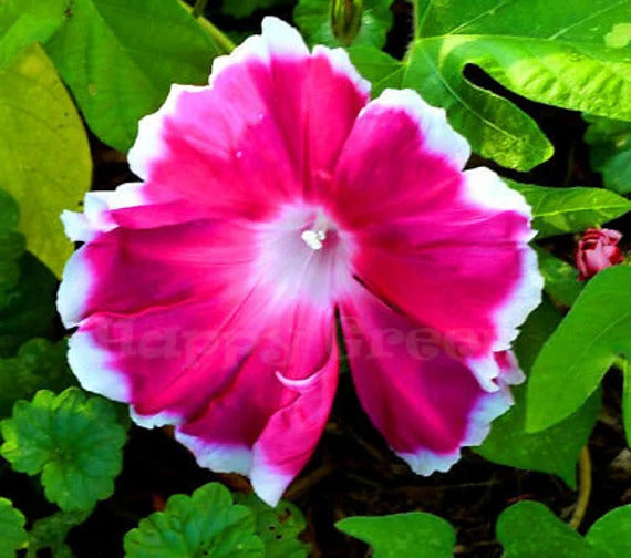Ipomoea nil Morning Call red with white edge extra Flowering Approx 10-Seeds summer