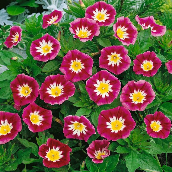 Convolvulus tricolor minor Red Ensign (Dwarf morning glory) 1G Approx Seeds 100 Summer