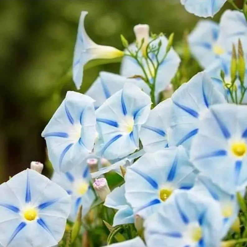 Morning Glory Ismay 1g Approx 30Seeds Summer
