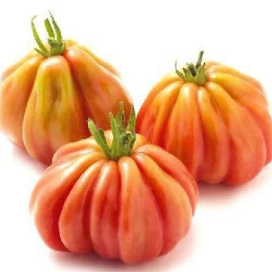 Tomato Canestrino Approx.50 Seeds