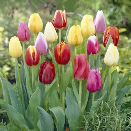 TULIP MIXED