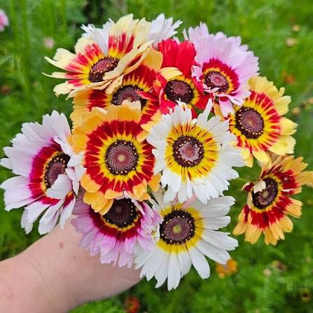 Chrysanthemum Carinatum Seeds (Tricolor Daisy)