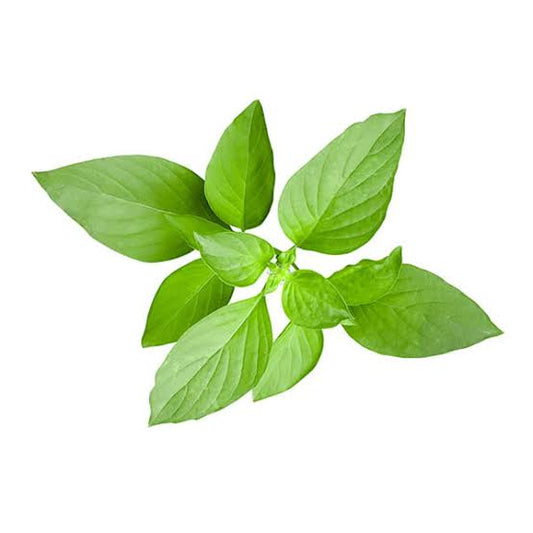 LEMON BASIL APPROX SEEDS 1G