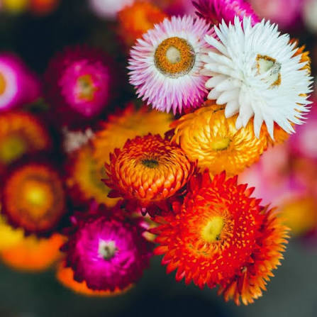 Helichrysum Swiss Giant Strawflower Mix Per Gram 700-Seeds